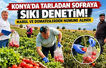 Konya'da tarladan sofraya sıkı denetim! Marul ve domateslerden numune alındı