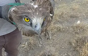 Konya'da uçamaz halde bulundu! Vatandaş sahip çıktı
