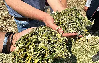 Konya'da üreticinin yüzünü güldüren proje: Hem az su harcıyor hem de tarlayı coşturuyor!