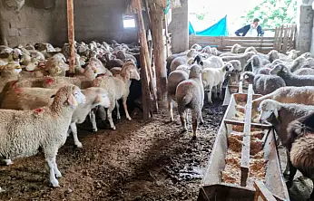 Konya'da üreticinin yüzünü güldüren destek! 100 küçükbaş hayvan teslim edildi