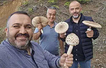 Konya'da yağış sonrası mantar bereketi:  Testereyle kestiler