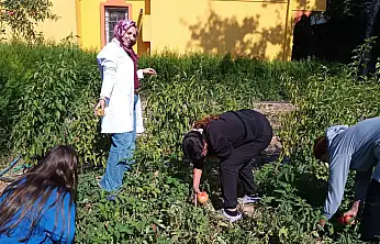 Konya'da yılın son hasadı yapıldı