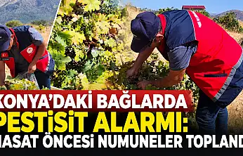 Konya'daki bağlarda pestisit alarmı: Hasat öncesi numuneler toplandı