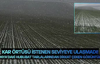 Konya'daki hububat tarlalarından dikkat çeken görüntüler: Kar örtüsü istenen seviyeye ulaşmadı!