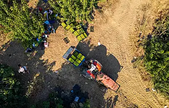 Konya'dan sipariş yağıyor! Dünyanın ilk incirinde fiyatlar dudak uçuklattı