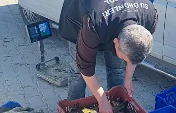 Konya'nın denizinde sıkı takip! Tek tek cetvelle ölçüldü