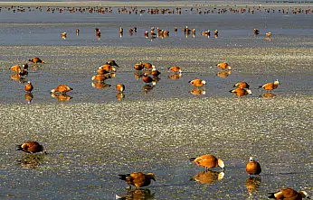 Konya'nın göç durağında hareketlilik: 5 bin angıt gölü kapladı
