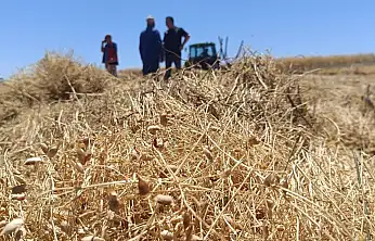 Konya'nın kırmızı incisinde hasat başladı