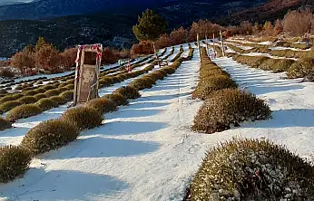 Konya'nın mor bahçeleri beyaza büründü