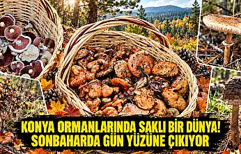 Konya ormanlarında saklı bir dünya! Sonbaharda gün yüzüne çıkıyor