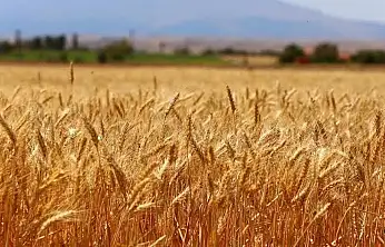 Konya Ovası'nda çiftçinin bayramı başladı!
