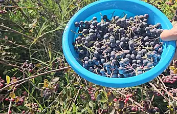 Konya Ovası'nda ezber bozan üretim! Kilogramı 250 liradan satılıyor