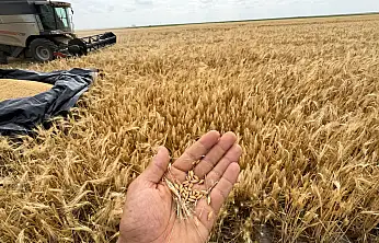 Konya Ovası'nda sezonun ilk şoku! Kimse bu kadarını tahmin etmiyordu