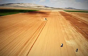 Konya Ovası'nda yeni sezon alarmı: Bu hatayı yapanın mahsulü yemlik fiyata düşüyor!