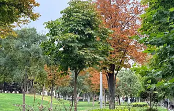 Konya renklerini değiştirdi! Yeşil sarıya dönüyor