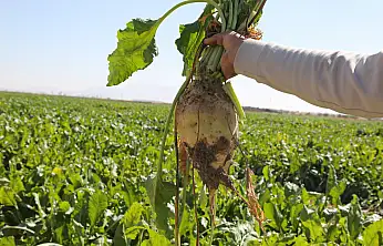 Konya Şeker'den üreticiye dev destek: Tam 12 milyar TL!