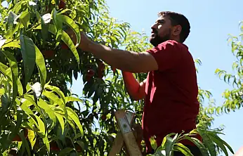 Konya'ya sevkiyat başladı! Üreticiler bu sezon için iddialı konuştu