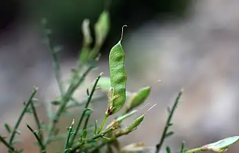 Selçuk Üniversitesi emekli öğretim üyesinden bilim dünyasını heyecanlandıran keşif
