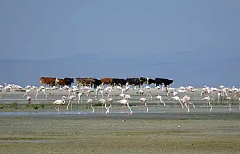 Konyalılara müjde: Binlerce yavru dünyaya geldi!
