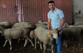 Milyonluk koçun yavruları Konya yolcusu