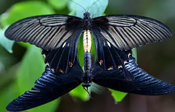 Şebiarus'a özel büyülü hazırlık! Konya'da binlercesi ziyaretçileri bekliyor