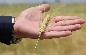 Son 3 yıla fark attı: Konya Ovası'ndan rekolte müjdesi!