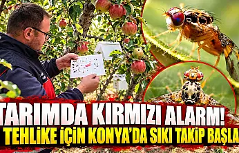Tarımda kırmızı alarm! O tehlike için Konya'da sıkı takip başladı