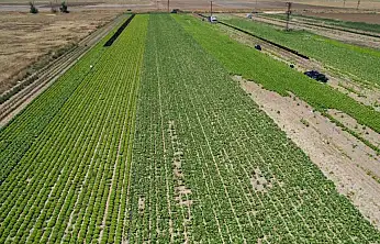 Tarlada 5, markette 50 lira! Konya Ovası'ndaki o ürün üreticiyi kara kara düşündürüyor