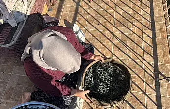 Toroslar'da kendi kendine yetişiyor, meyvesi de yağı da posası da para ediyor