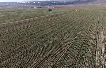 Türkiye'nin tahıl ambarı Konya'da son yağışlar yüz güldürdü