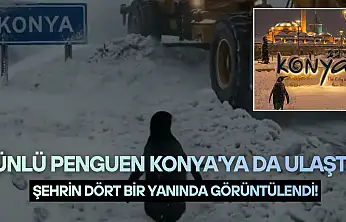Ünlü penguen Konya'ya da ulaştı: Şehrin dört bir yanında görüntülendi!