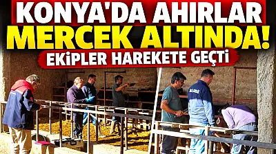 Konya'da ahırlar mercek altında! Ekipler harekete geçti