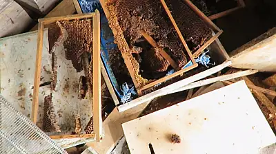 Konya'da ayı istilası! Atalık hanaylara giren ayı, kara kovan balını talan etti