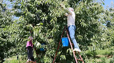 Konya'da eylül bereketi! Hasat hâlâ devam ediyor