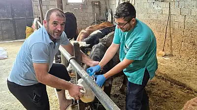 Konya'da üreticiye aşı desteği: Ekipler kapı kapı geziyor