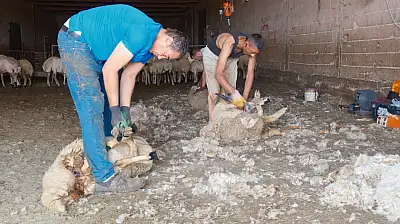 Konya hayvancılığında cazip iş kapısı: Bu ekip ayda 750 bin TL kazanıyor