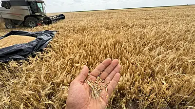 Konya Ovası'nda sezonun ilk şoku! Kimse bu kadarını tahmin etmiyordu