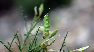Selçuk Üniversitesi emekli öğretim üyesinden bilim dünyasını heyecanlandıran keşif
