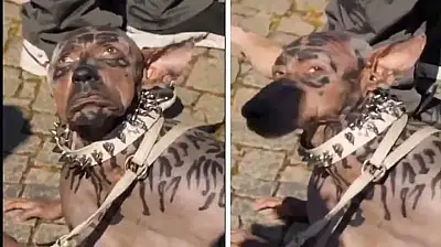 Köpek olan adam gerçek mi? Köpek olan adam gerçek hali nasıl? Köpek olan adam Japonya'da mı?