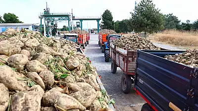 Şeker pancarı mesaisi başladı! 240 bin ton pancardan 25 bin ton şeker hedefleniyor