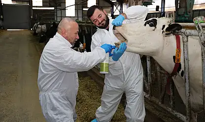 Şap hastalığına karşı yerli çözüm: Hayvanları hızla iyileştiriyor