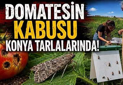 Domatesin kabusu Konya tarlalarında!