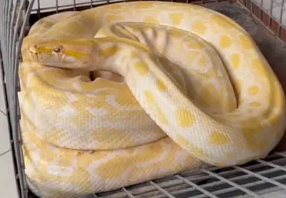 Gösteride kullanılan yılana el konuldu: Konya'da koruma altına alınacak