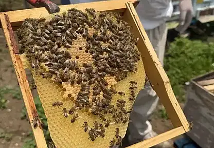 Konya'da arıcılara yüzde 50 hibe desteği: Başvurular başlıyor