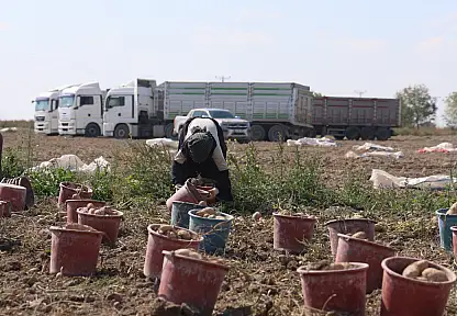 Konya'da bu ürün buğday ve arpanın tahtına göz dikti! Üretici neden rotayı değiştirdi?
