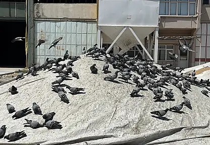 Konya'da buğdayın bir de kanatlı müşterileri var
