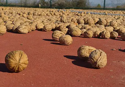Konya'da cevizler dallardan indiriliyor! İşte kilogram fiyatı