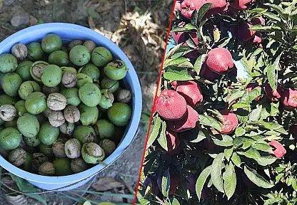 Konya'da dallar bereket dolu! Çifte hasat sevinci