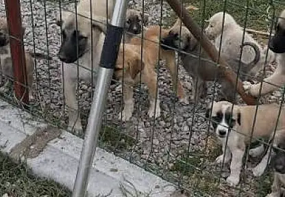 Konya'da hayvan barınağıyla ilgili dikkat çeken iddialar