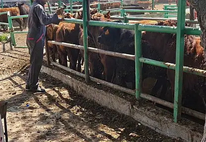 Konya'da ithal hayvanlara sıkı takip: Ekipler sahaya indi!